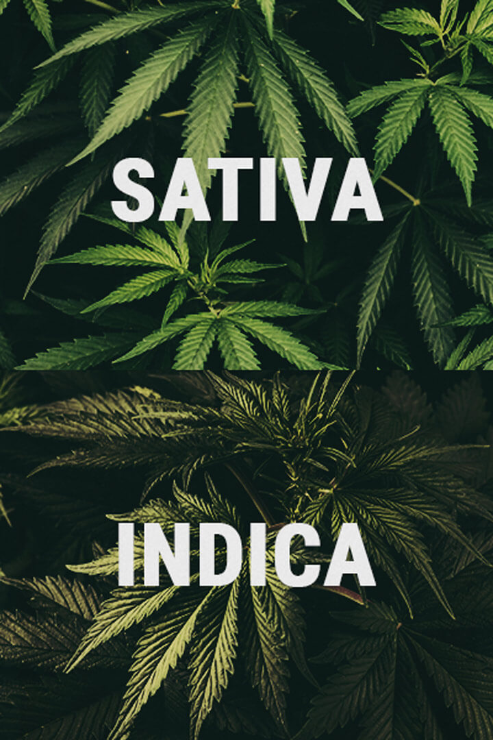 Welcher Unterschied Besteht Zwischen Cannabis Indica Und Cannabis ...